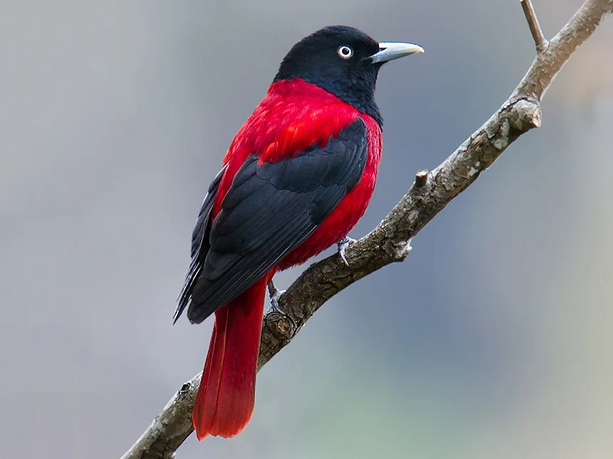 Oriolus Traillii JP Black and Red